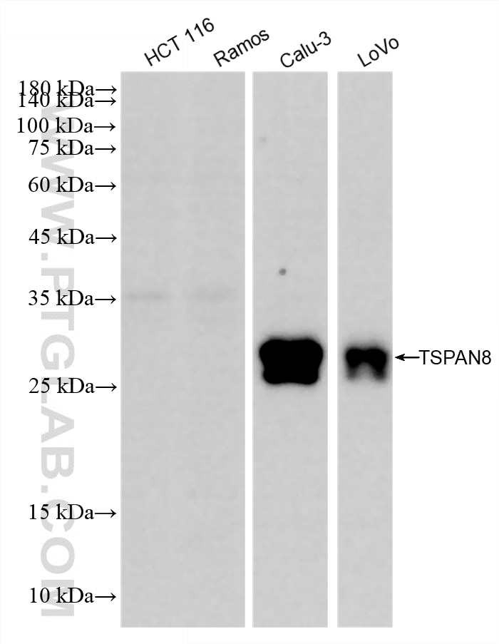Western Blot (WB) analysis of various lysates using TSPAN8 Recombinant monoclonal antibody (87700-3-RR)