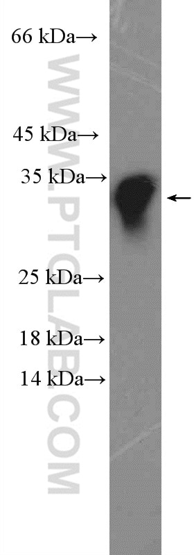 Western Blot (WB) analysis of rat spleen tissue using TSPAN9 Polyclonal antibody (21983-1-AP)