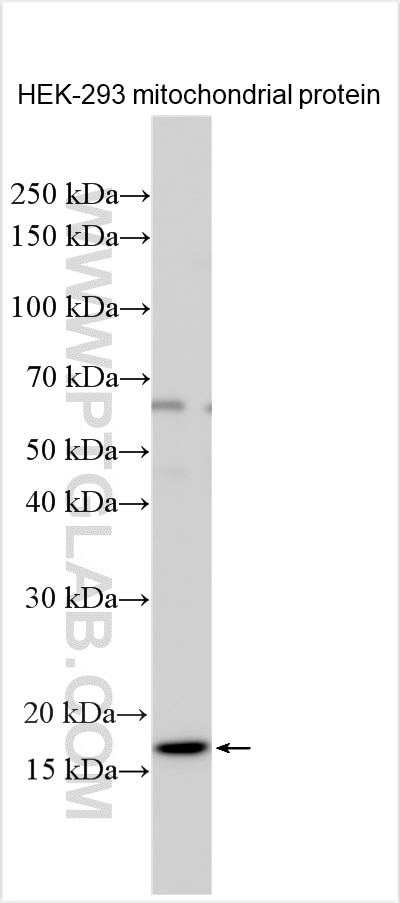Western Blot (WB) analysis of HEK-293 cells using TSPO/PBR Polyclonal antibody (15444-1-AP)
