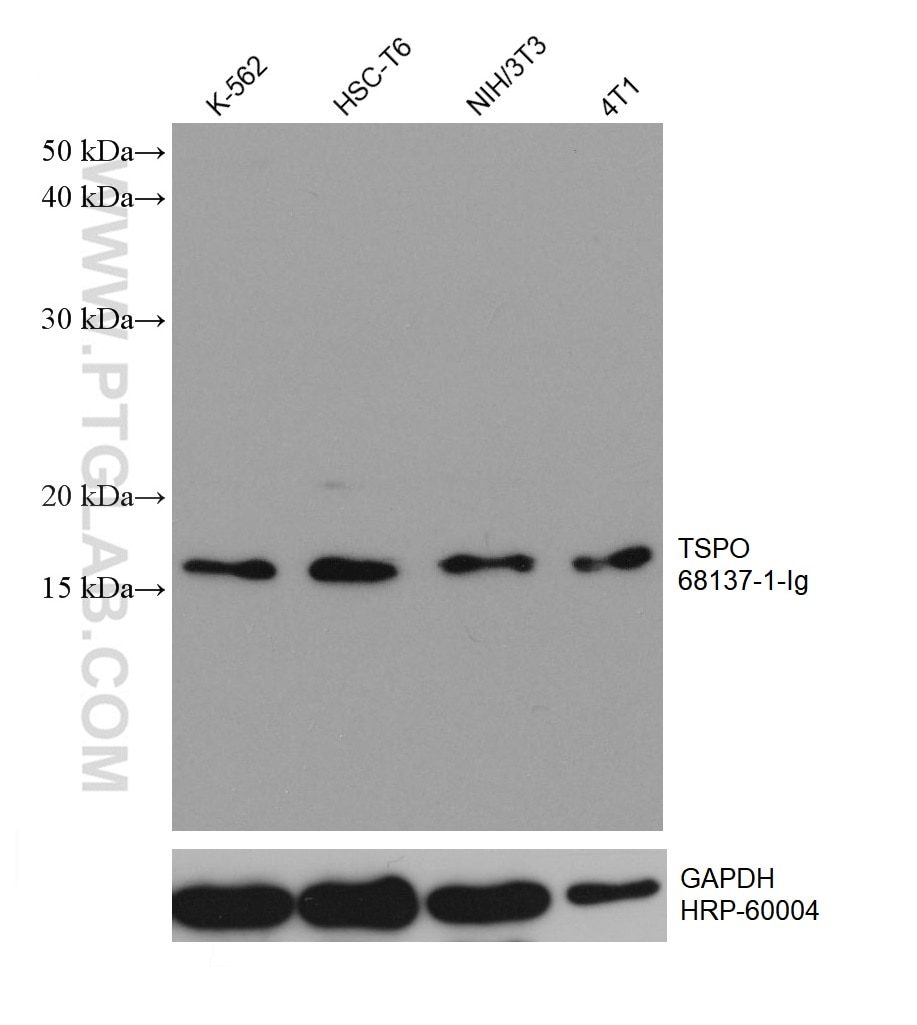 Western Blot (WB) analysis of various lysates using TSPO/PBR Monoclonal antibody (68137-1-Ig)