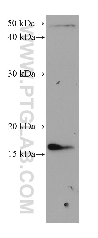 Western Blot (WB) analysis of Jurkat cells using TSPO/PBR Monoclonal antibody (68137-1-Ig)
