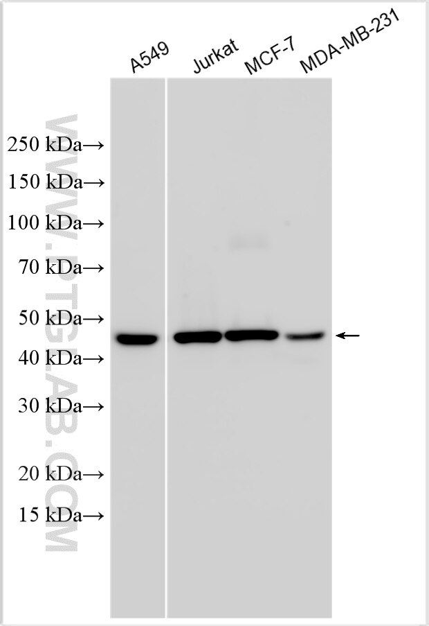 WB analysis using 27617-1-AP Western Blot (WB) analysis of various lysates using TSPYL5 Polyclonal antibody (27617-1-AP)