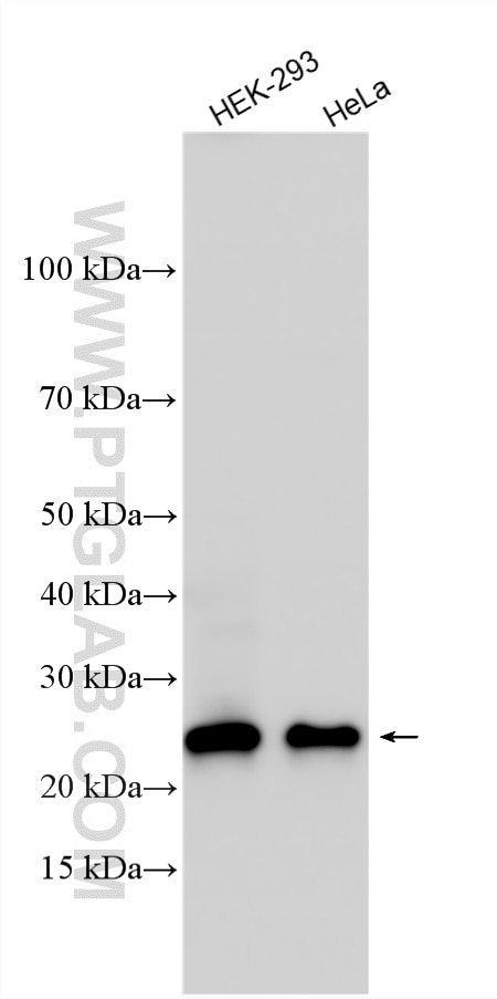 Western Blot (WB) analysis of various lysates using TSR2 Polyclonal antibody (16263-1-AP)