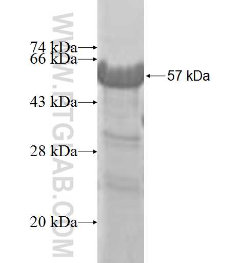 TSR2 fusion protein Ag9328 SDS-PAGE