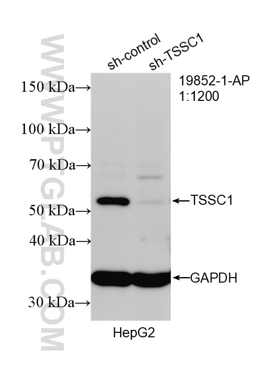 Western Blot (WB) analysis of HepG2 cells using TSSC1 Polyclonal antibody (19852-1-AP)