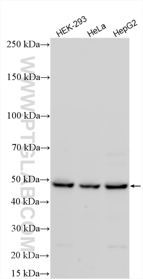 Western Blot (WB) analysis of various lysates using TSSC1 Polyclonal antibody (19852-1-AP)