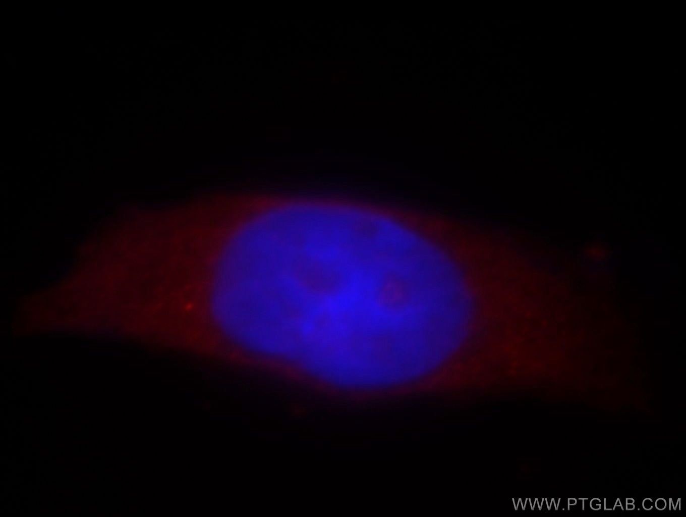 Immunofluorescence (IF) / fluorescent staining of HeLa cells using TSSC4 Polyclonal antibody (14531-1-AP)