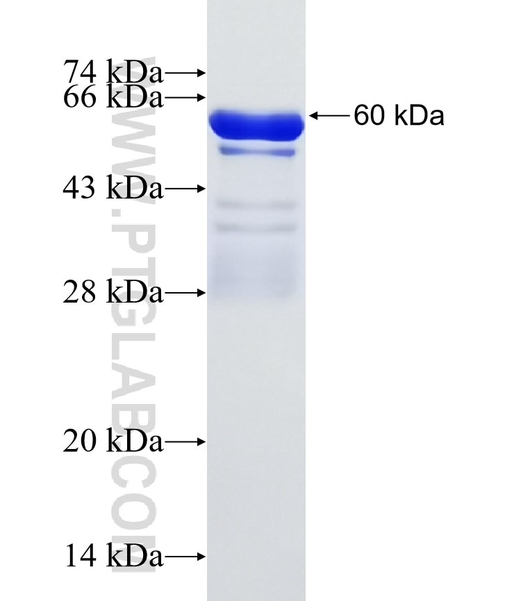 TSSC4 fusion protein Ag6030 SDS-PAGE