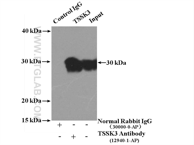 Immunoprecipitation (IP) experiment of mouse testis tissue using TSSK3 Polyclonal antibody (12940-1-AP)