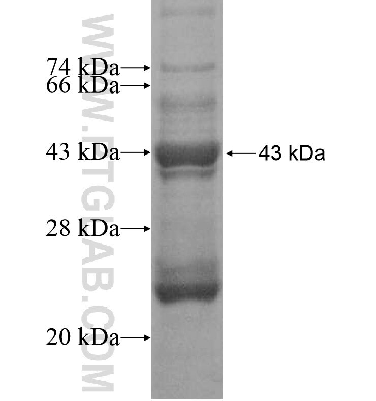 TSSK4 fusion protein Ag16205 SDS-PAGE