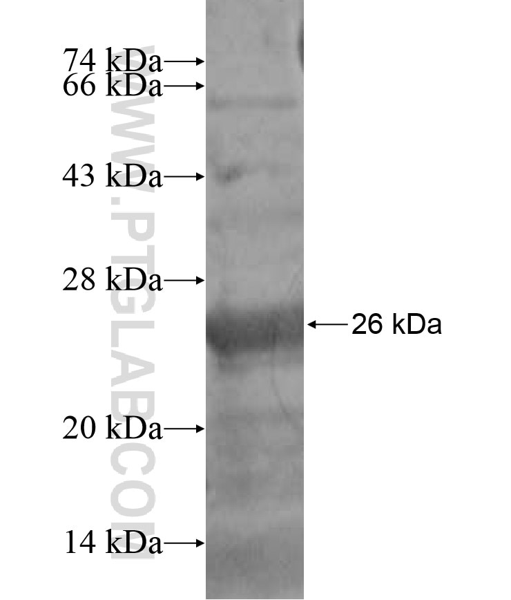 TSSK4 fusion protein Ag16997 SDS-PAGE