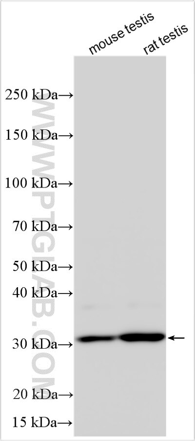 Western Blot (WB) analysis of various lysates using TSSK6 Polyclonal antibody (14081-1-AP)