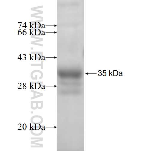 TSSK6 fusion protein Ag5197 SDS-PAGE
