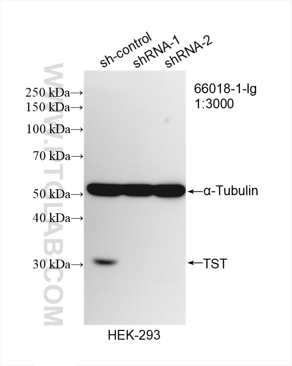 Western Blot (WB) analysis of HEK-293 cells using TST Monoclonal antibody (66018-1-Ig)