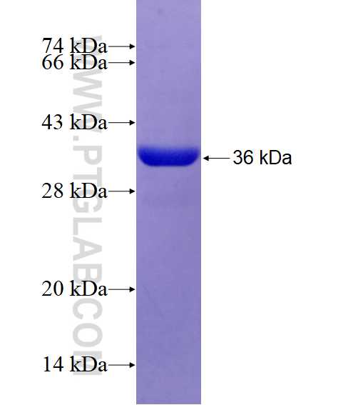 TST fusion protein Ag9235 SDS-PAGE