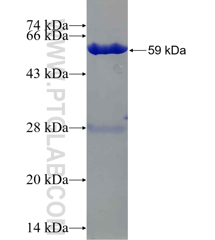 TST fusion protein Ag9346 SDS-PAGE