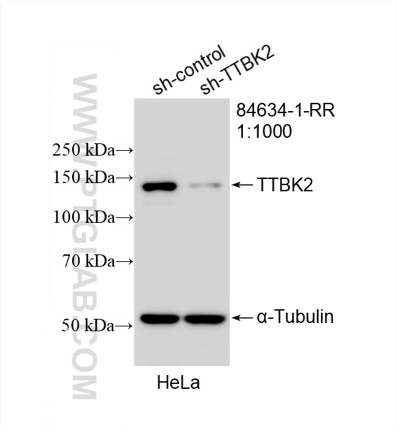 Western Blot (WB) analysis of HeLa cells using TTBK2 Recombinant antibody (84634-1-RR)