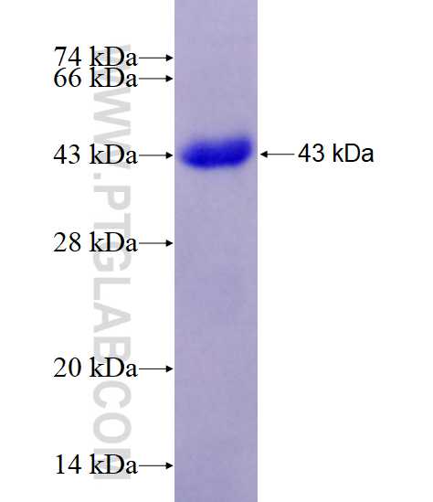TTBK2 fusion protein Ag7108 SDS-PAGE