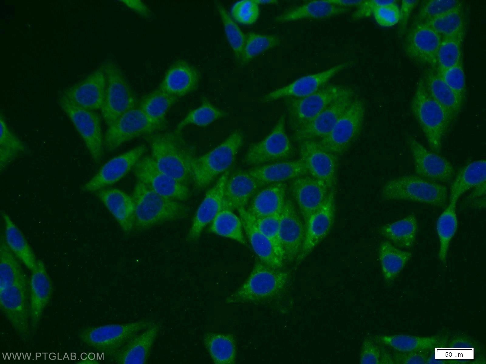 Immunofluorescence (IF) / fluorescent staining of HepG2 cells using TTC1 Polyclonal antibody (11676-1-AP)