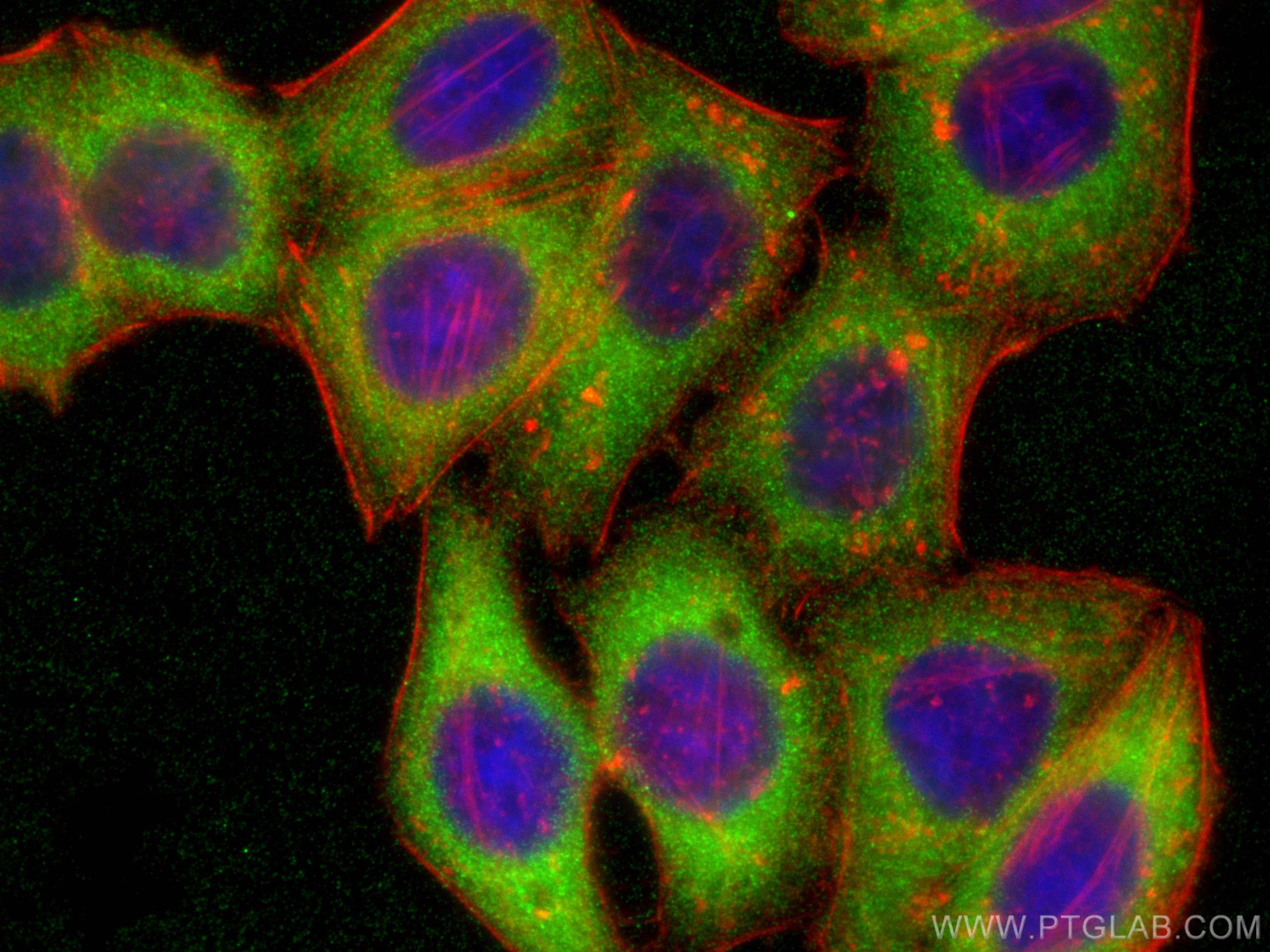 Immunofluorescence (IF) / fluorescent staining of HepG2 cells using TTC1 Polyclonal antibody (11676-1-AP)