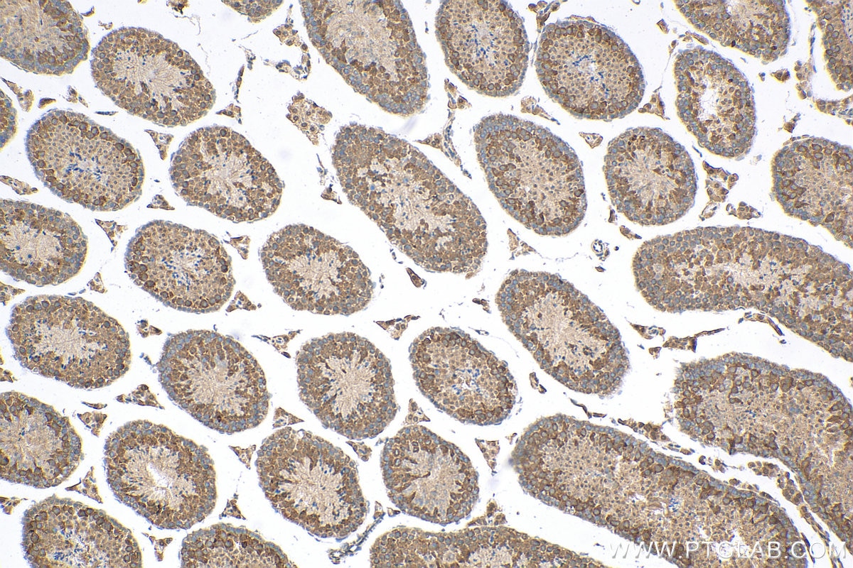 Immunohistochemical analysis of paraffin-embedded mouse testis tissue slide using 30112-1-AP (TTC21B antibody) at dilution of 1:800 (under 10x lens). Heat mediated antigen retrieval with Tris-EDTA buffer (pH 9.0). Immunohistochemistry (IHC) staining of mouse testis tissue using TTC21B Polyclonal antibody (30112-1-AP)