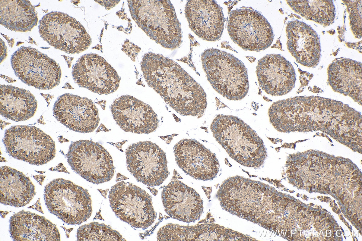 Immunohistochemistry (IHC) staining of mouse testis tissue using TTC21B Polyclonal antibody (30112-1-AP)