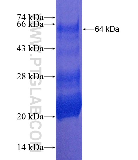 TTC23L fusion protein Ag20452 SDS-PAGE