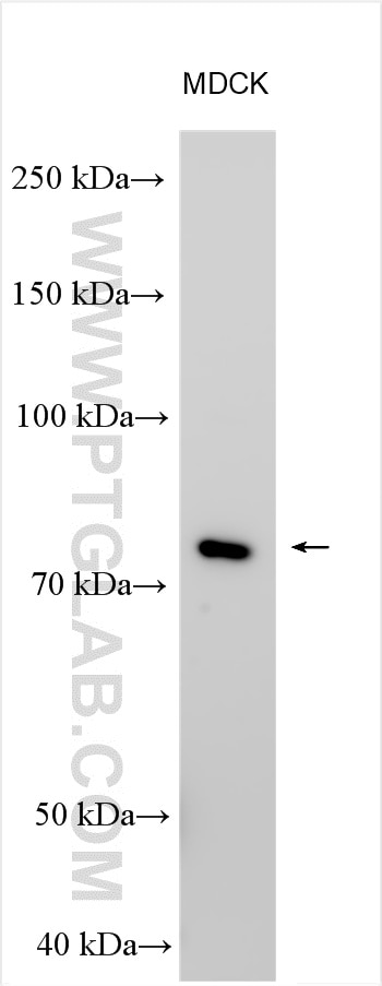 Immunoprecipitation (IP) experiment of MDCK cells using TTC25 Polyclonal antibody (25354-1-AP)