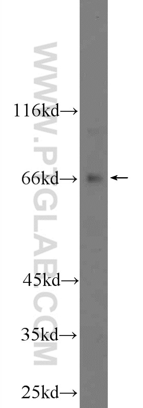 WB analysis of HEK-293 using 25083-1-AP