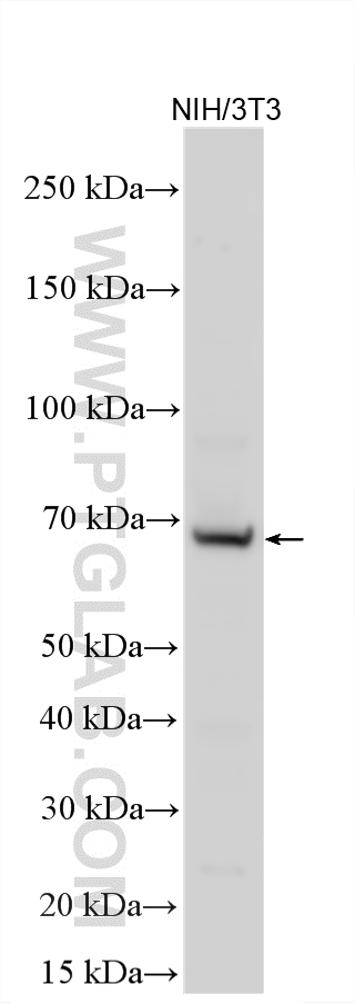 WB analysis using 25083-1-AP Western Blot (WB) analysis of various lysates using TTC26 Polyclonal antibody (25083-1-AP)