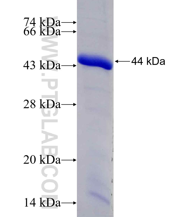 TTC3 fusion protein Ag16576 SDS-PAGE