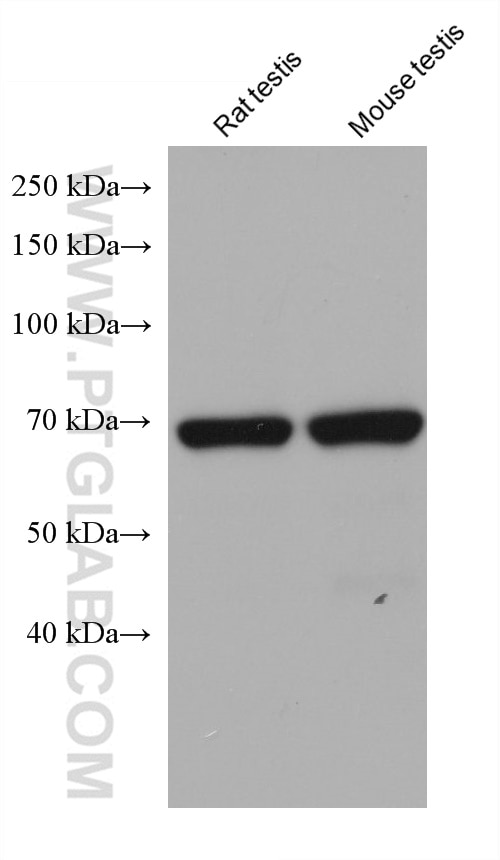 Western Blot (WB) analysis of various lysates using TTC30A Monoclonal antibody (68232-1-Ig)