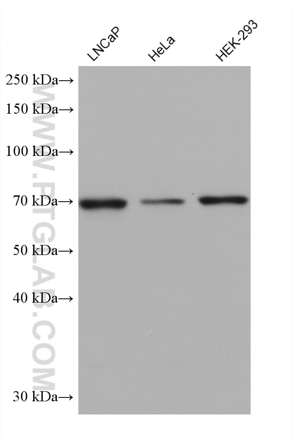 Western Blot (WB) analysis of various lysates using TTC30A Monoclonal antibody (68232-1-Ig)