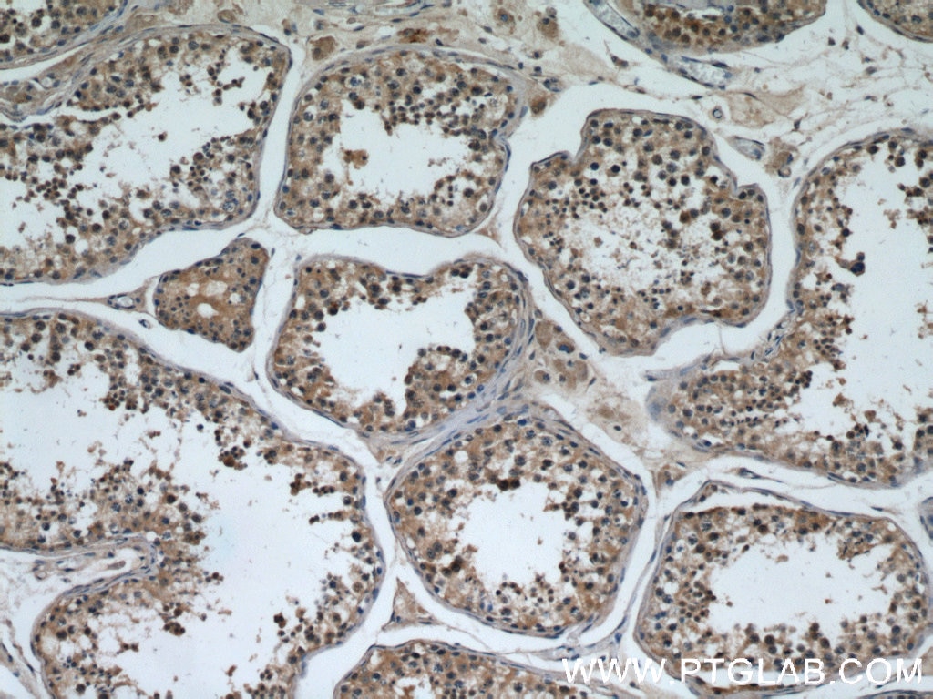 Immunohistochemistry (IHC) staining of human testis tissue using TTC31 Polyclonal antibody (21693-1-AP)