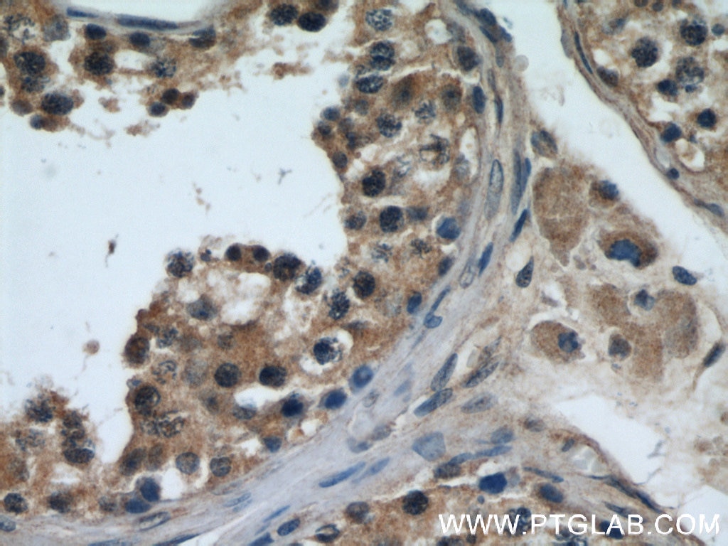 Immunohistochemistry (IHC) staining of human testis tissue using TTC31 Polyclonal antibody (21693-1-AP)