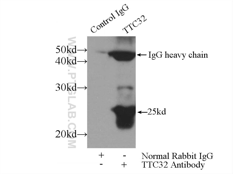Immunoprecipitation (IP) experiment of mouse testis tissue using TTC32 Polyclonal antibody (25422-1-AP)