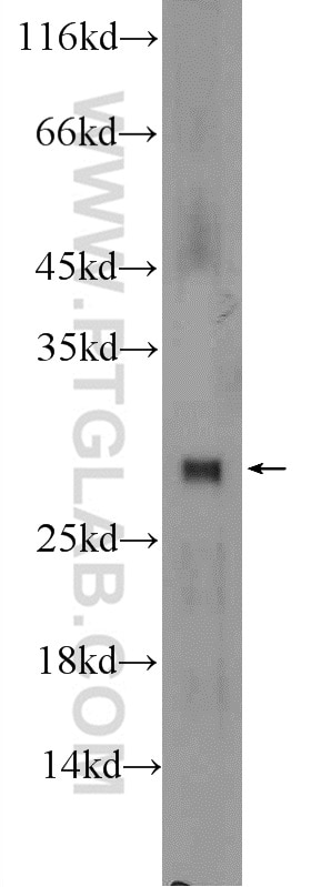 Western Blot (WB) analysis of mouse testis tissue using TTC32 Polyclonal antibody (25422-1-AP)