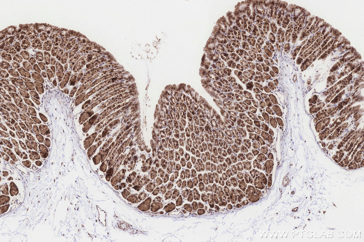 Immunohistochemistry (IHC) staining of mouse stomach tissue using TTC35 Polyclonal antibody (25443-1-AP)