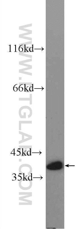 WB analysis of NIH/3T3 using 25443-1-AP