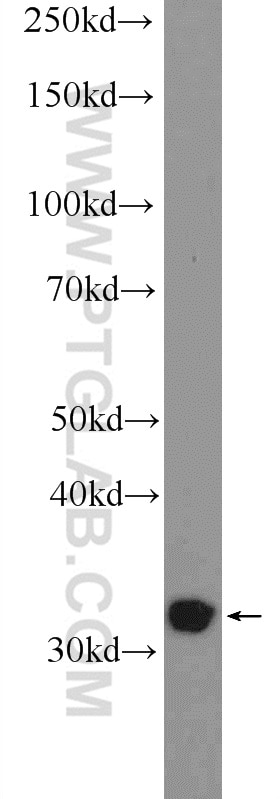 Western Blot (WB) analysis of PC-3 cells using TTC35 Polyclonal antibody (25443-1-AP)