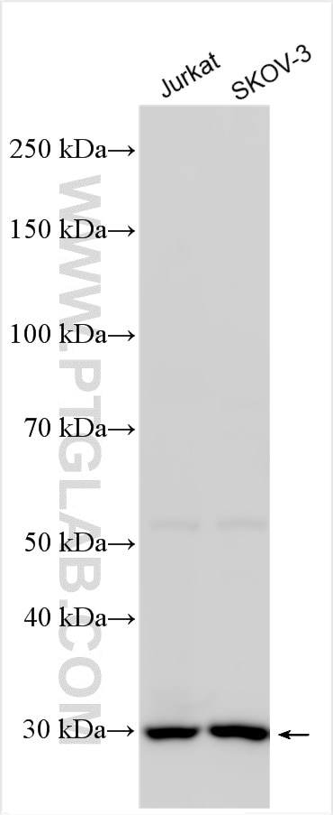 Western Blot (WB) analysis of various lysates using TTC35 Polyclonal antibody (25443-1-AP)