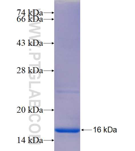 TTC39A fusion protein Ag14874 SDS-PAGE