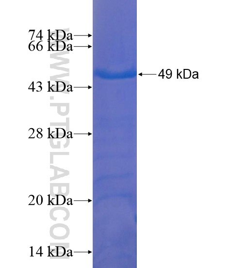 TTC39C fusion protein Ag21680 SDS-PAGE