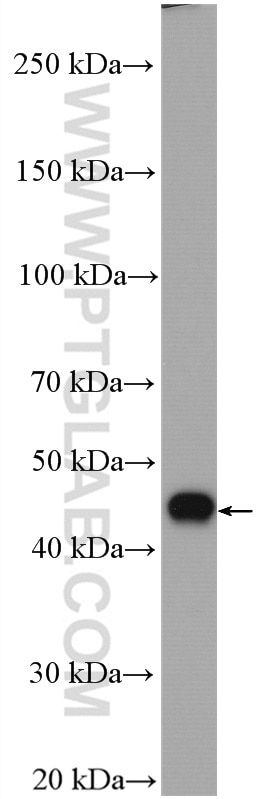 Western Blot (WB) analysis of HEK-293 cells using TTC4 Polyclonal antibody (11878-1-AP)