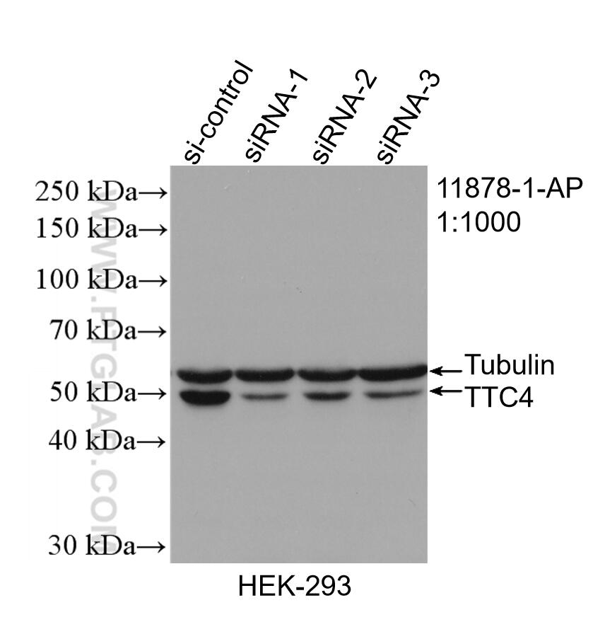 Western Blot (WB) analysis of HEK-293 cells using TTC4 Polyclonal antibody (11878-1-AP)