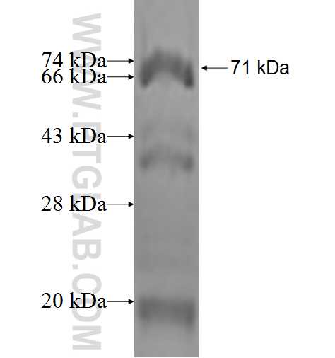 TTC4 fusion protein Ag2474 SDS-PAGE