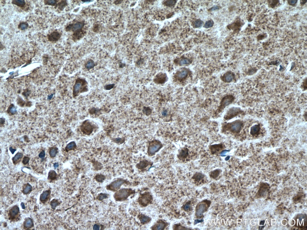 IHC staining of mouse brain using 26112-1-AP