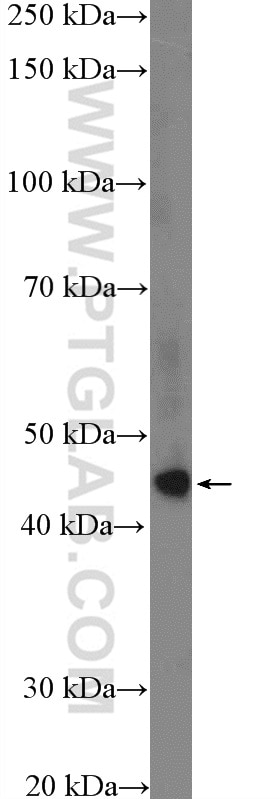 Western Blot (WB) analysis of RAW 264.7 cells using TTC5 Polyclonal antibody (26112-1-AP)