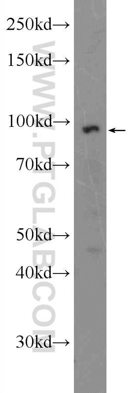 Western Blot (WB) analysis of PC-3 cells using TTC7A Polyclonal antibody (21600-1-AP)