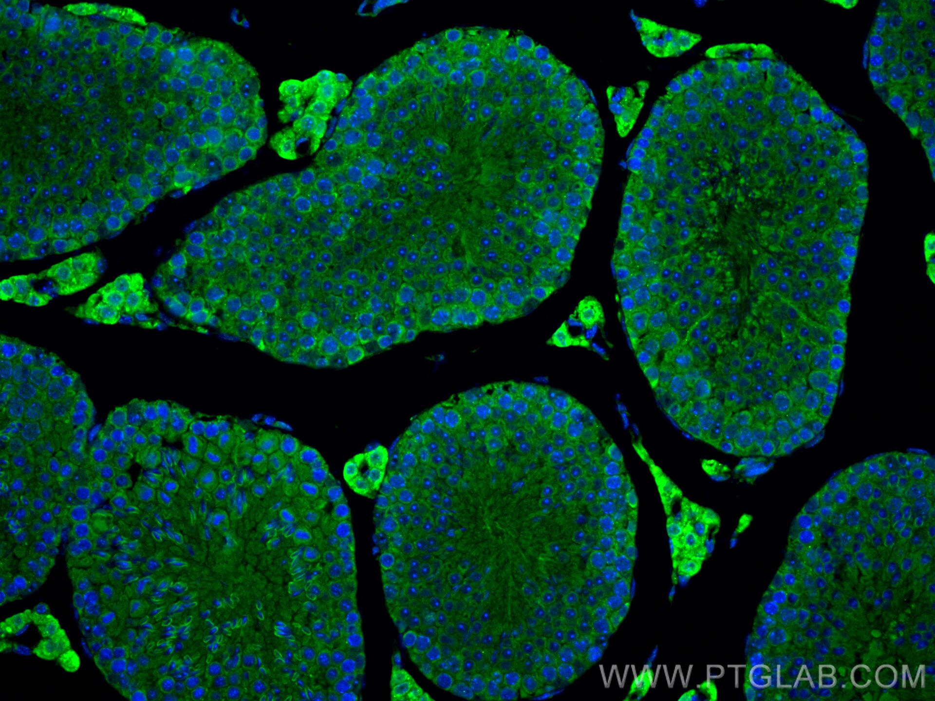 Immunofluorescence (IF) / fluorescent staining of mouse testis tissue using TTC9C Polyclonal antibody (31797-1-AP)
